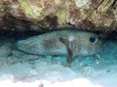 Scott Beach Right Shelf Porcupinefish (24